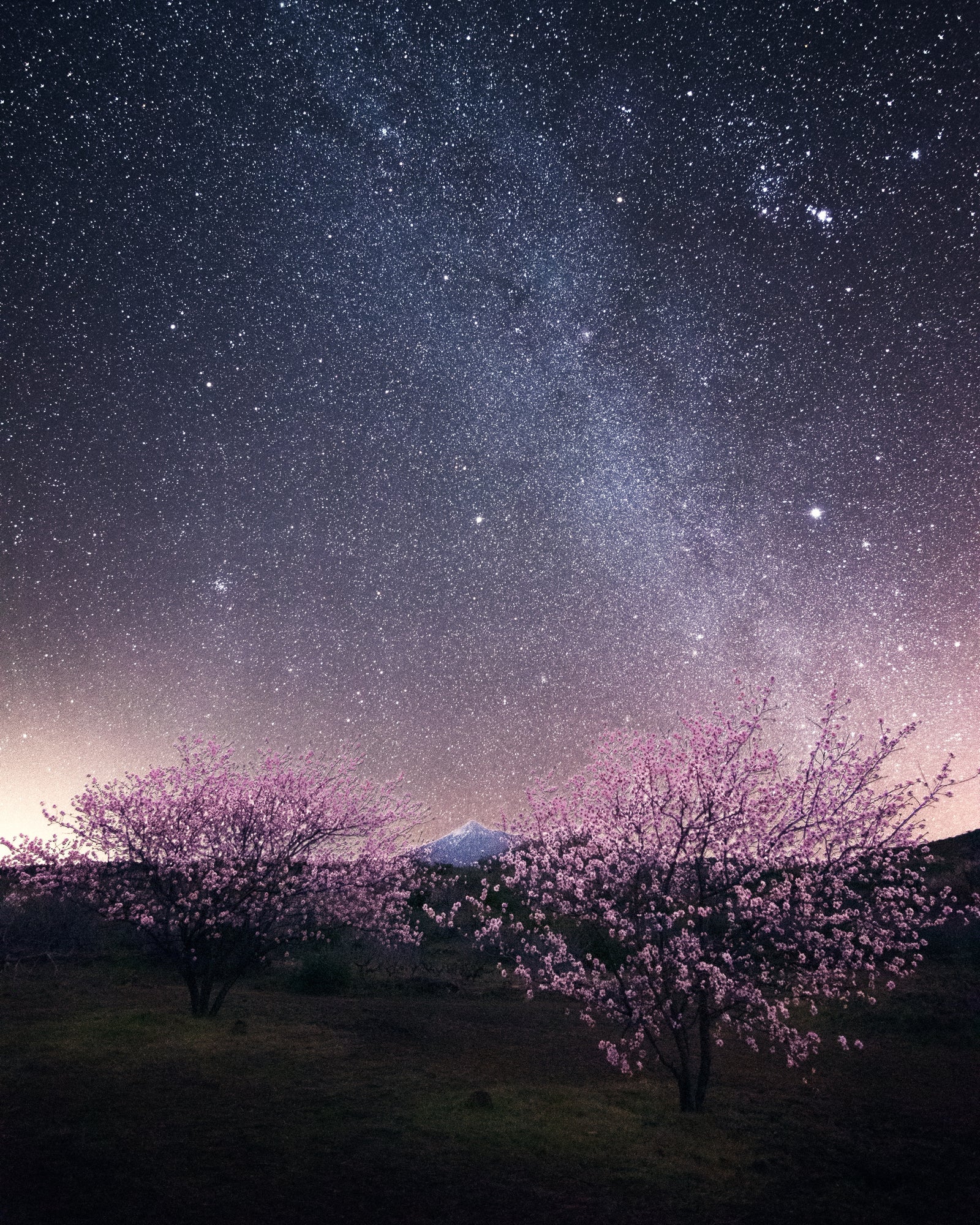 Bajo las estrellas